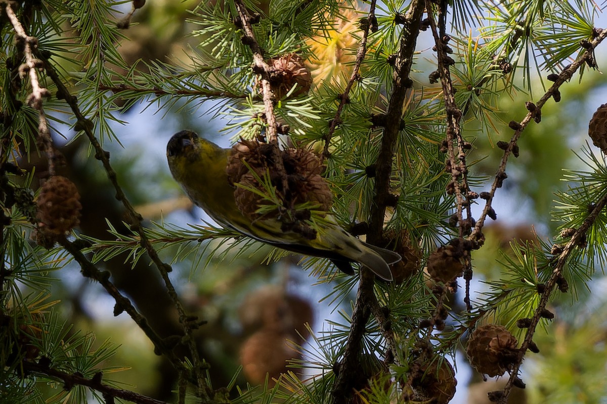 Чиж - ML646908646