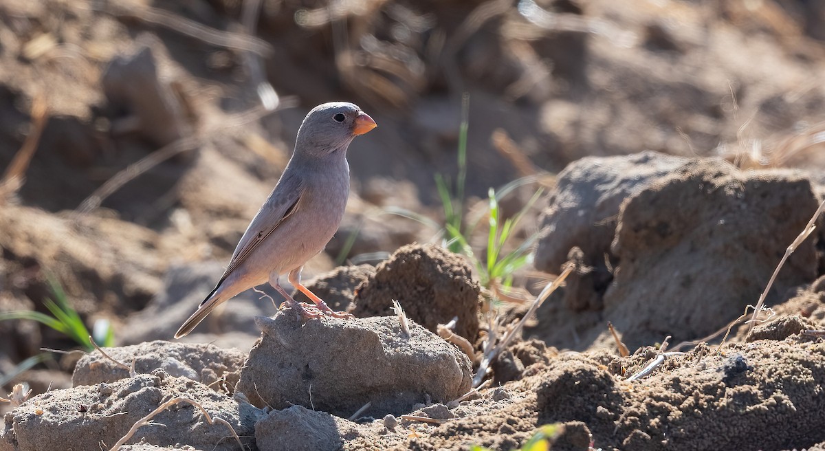 Trumpeter Finch - ML646908651