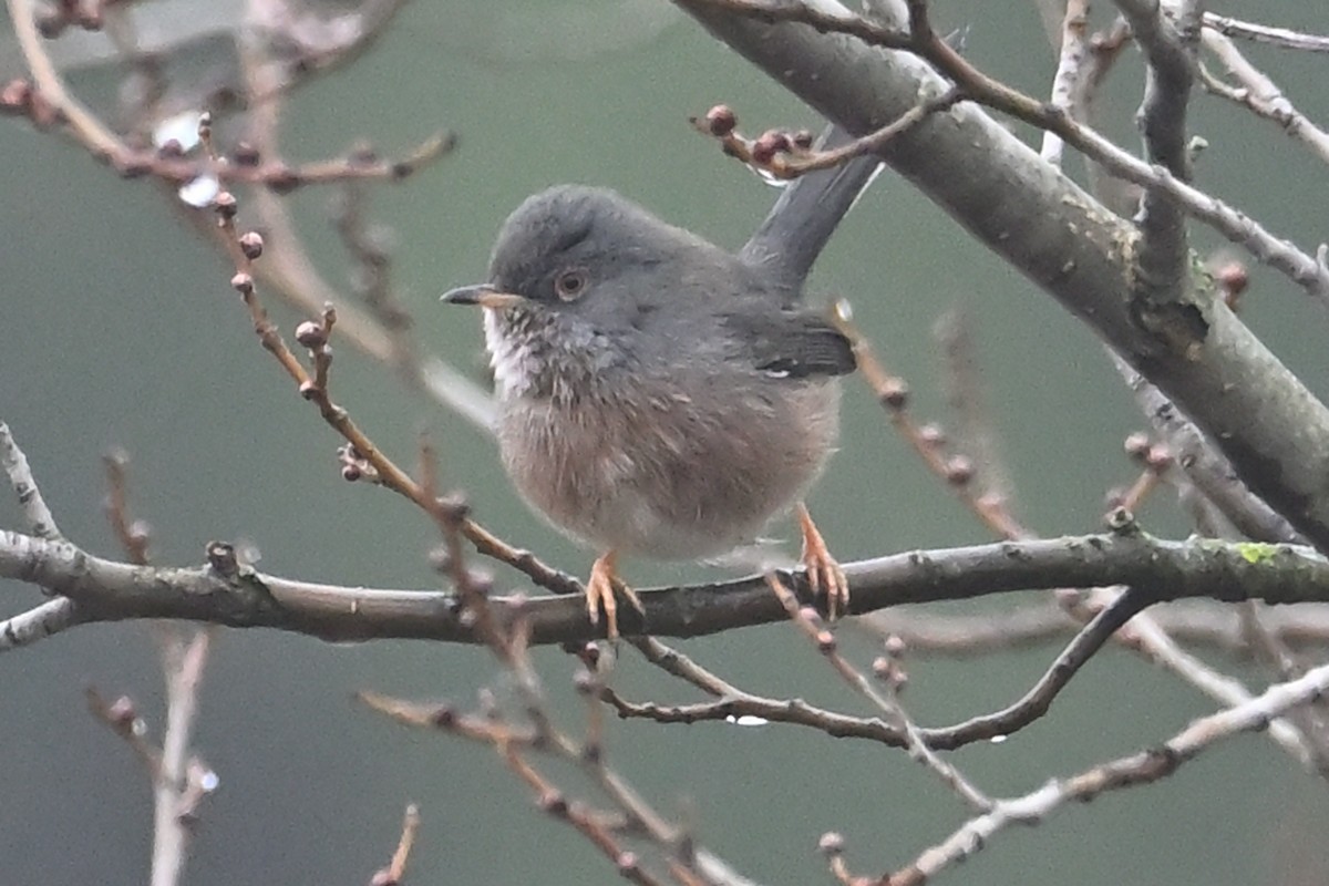 vinsanger - ML646908652