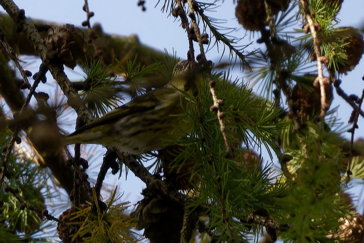 Чиж - ML646908653