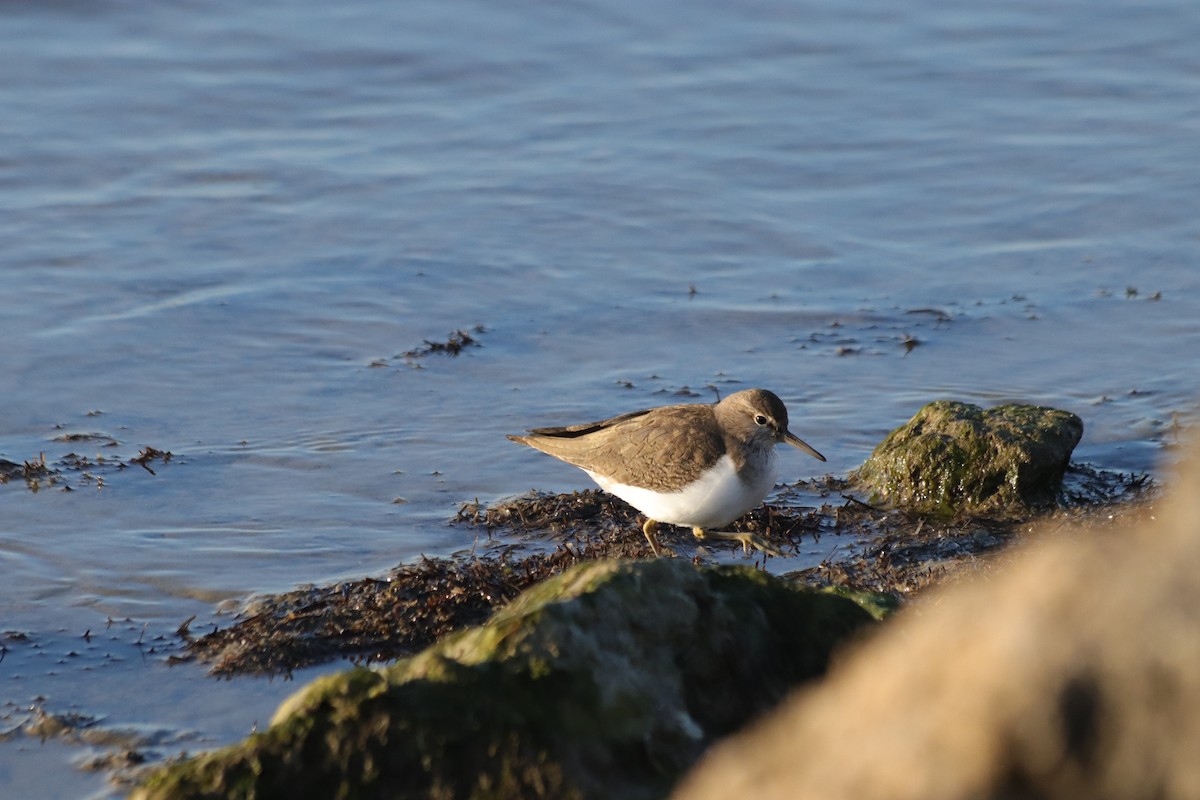 Common Sandpiper - ML646908656