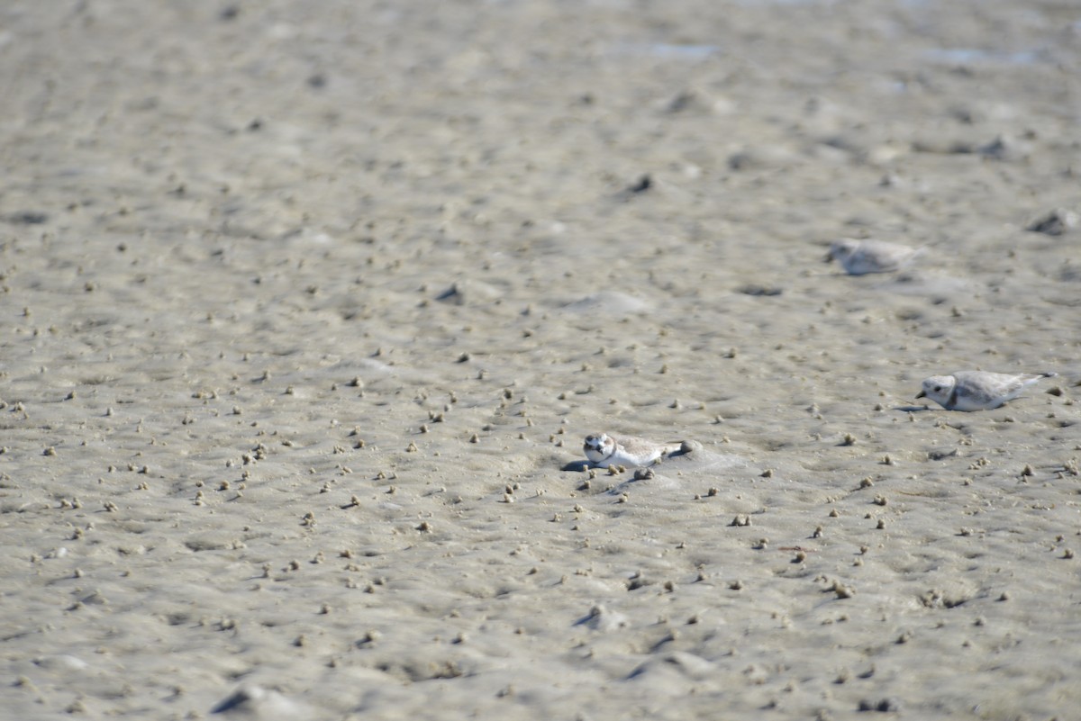 Flötenregenpfeifer - ML646908657