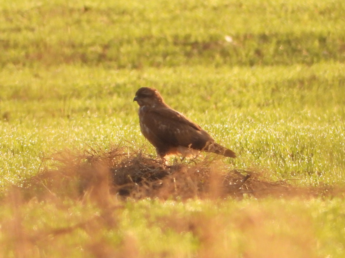 Buse variable - ML646908658