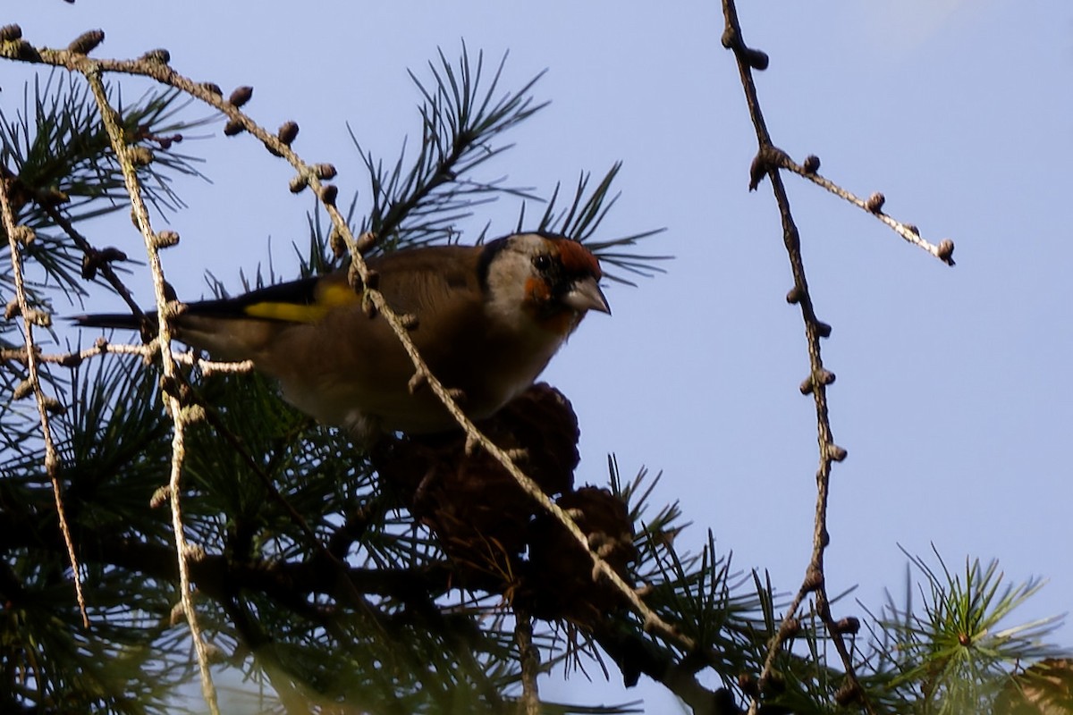 ゴシキヒワ - ML646908659