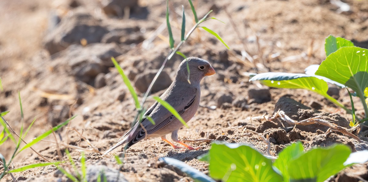 Trumpeter Finch - ML646908660
