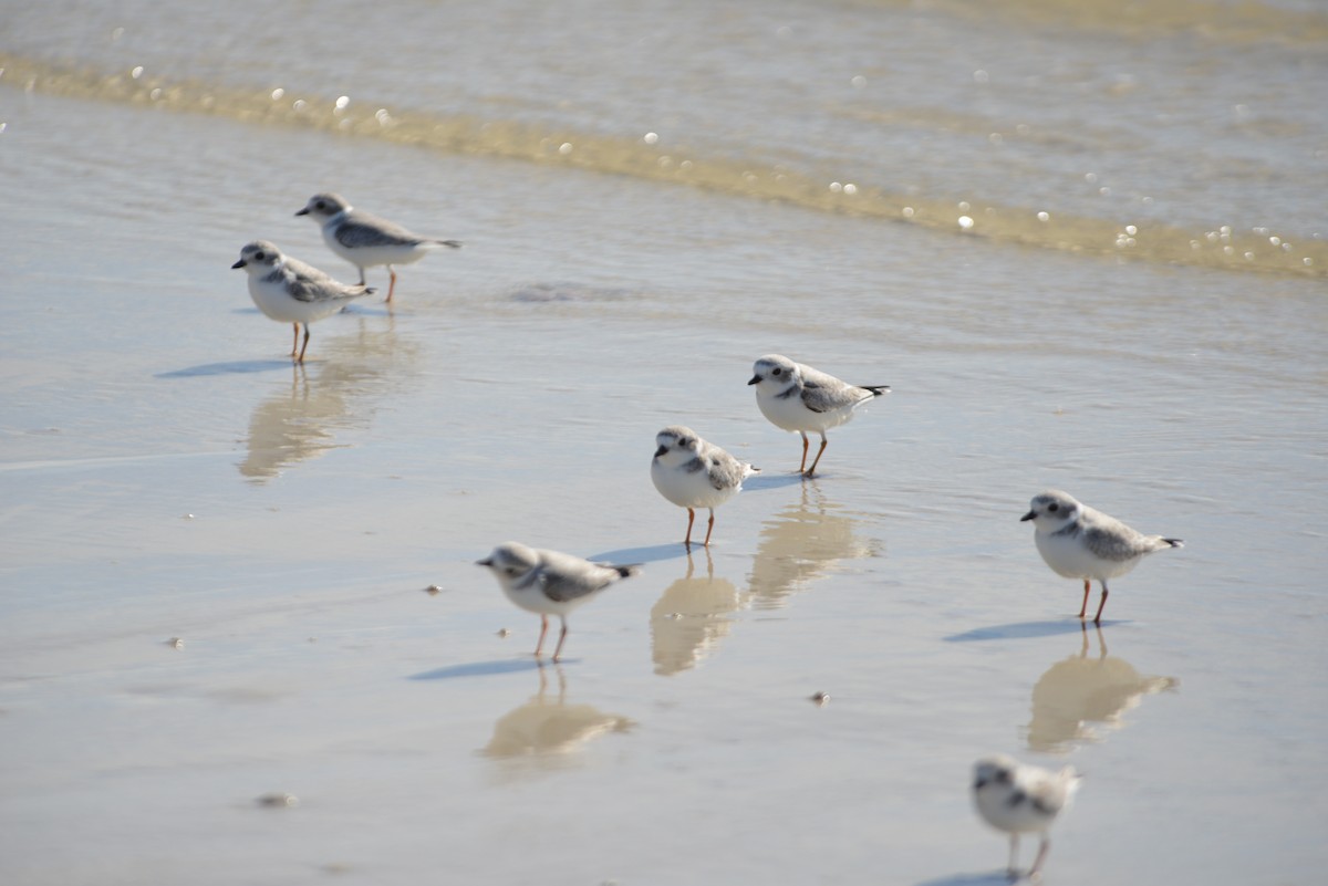 Flötenregenpfeifer - ML646908669