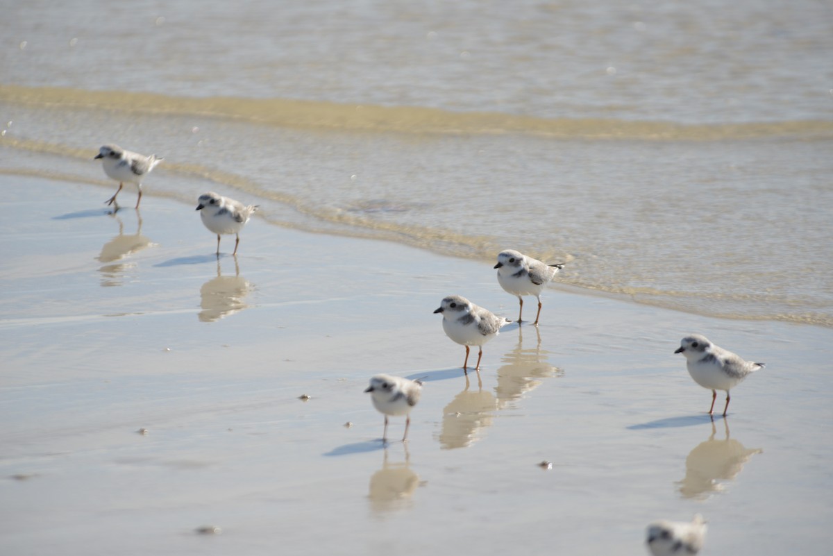 Flötenregenpfeifer - ML646908670