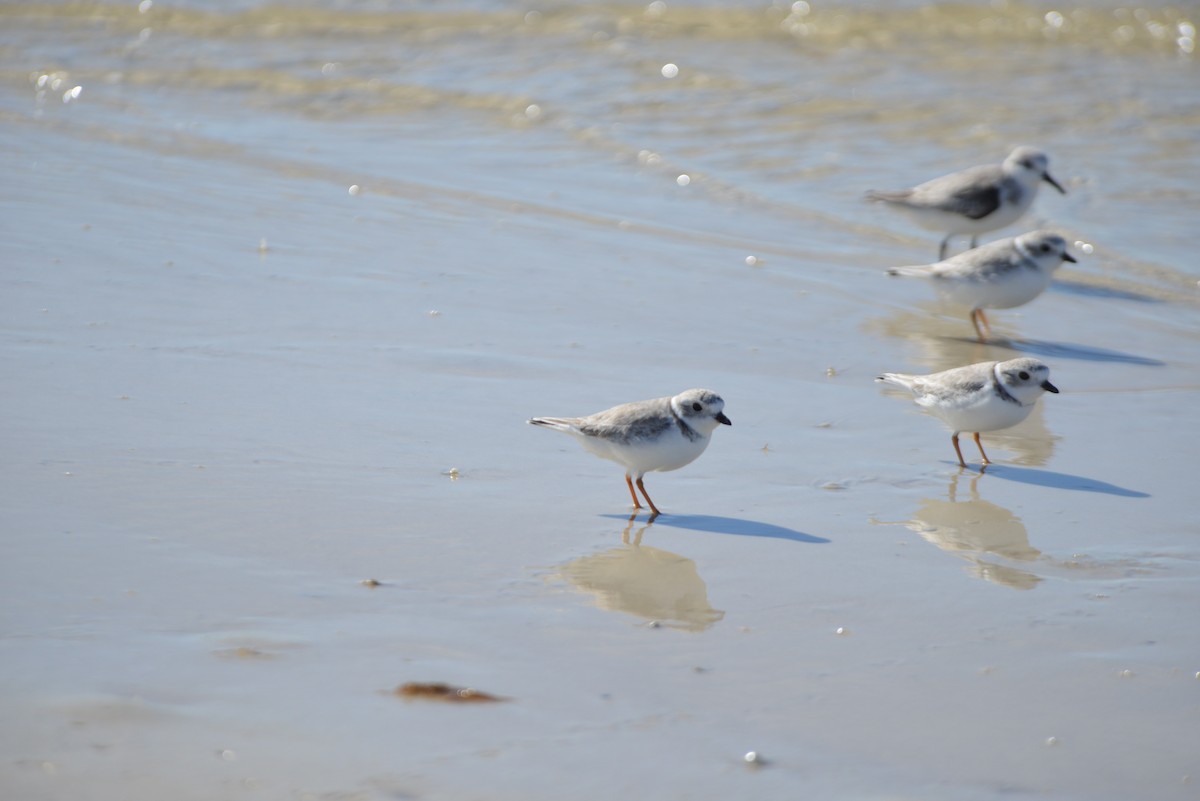 Flötenregenpfeifer - ML646908671