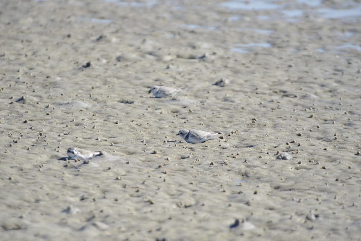 Flötenregenpfeifer - ML646908672