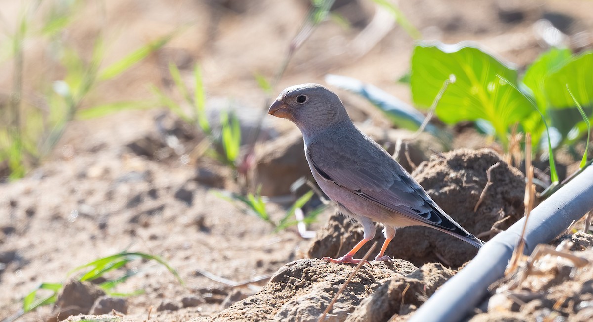 Trumpeter Finch - ML646908673