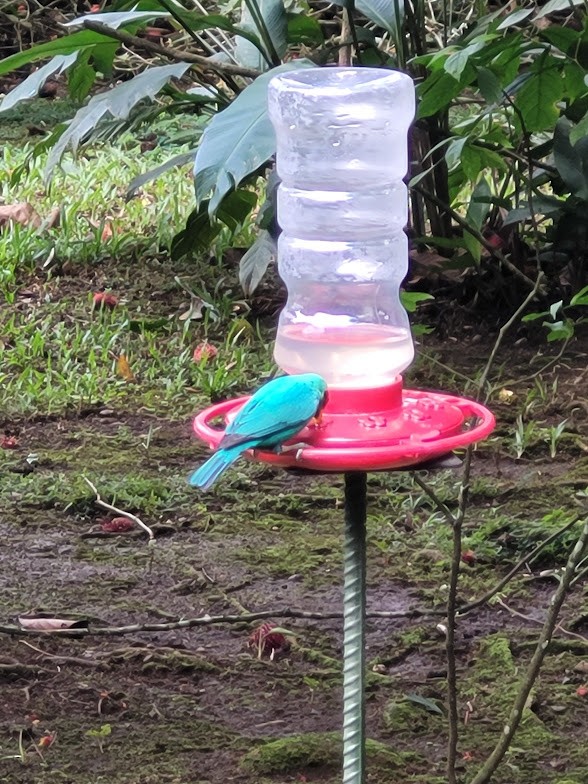 Green Honeycreeper - ML646908675