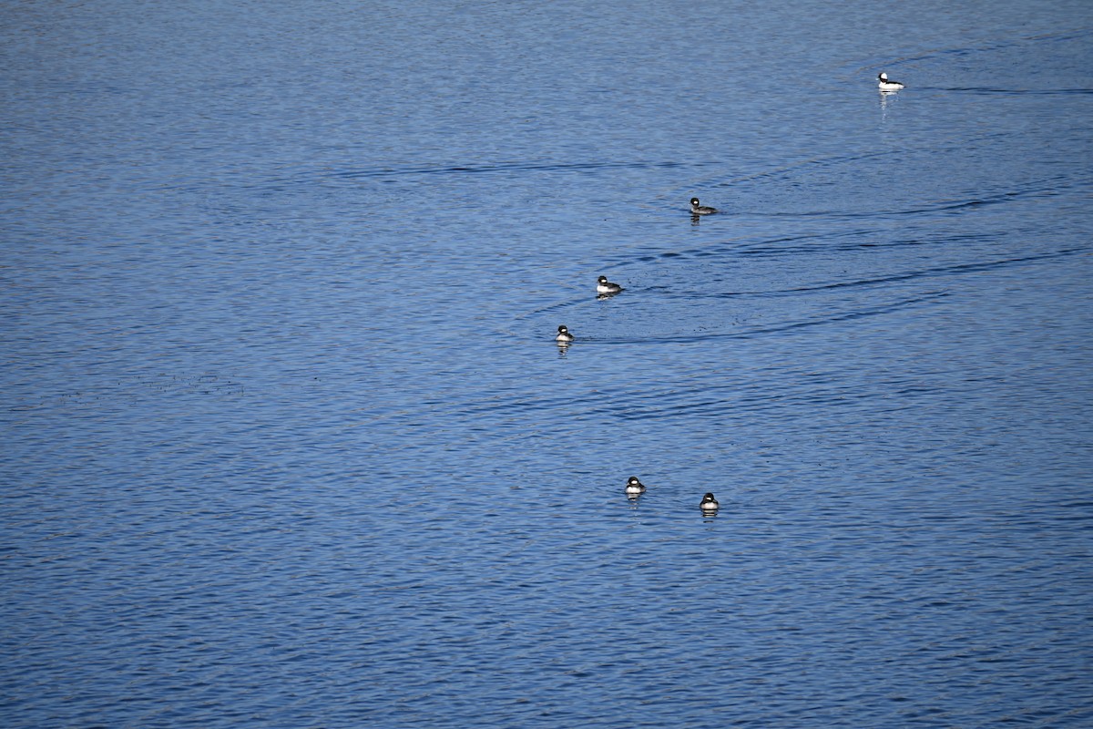 Petit Garrot - ML646908677