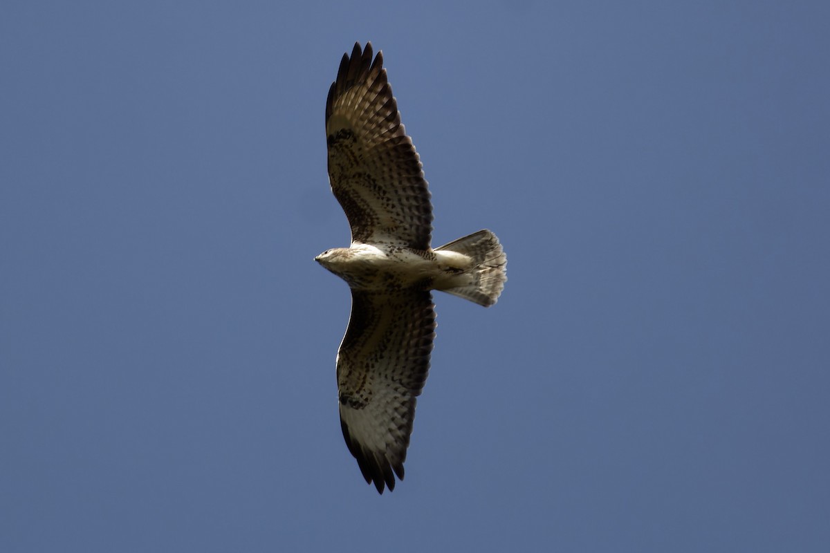 Buse variable - ML646908681