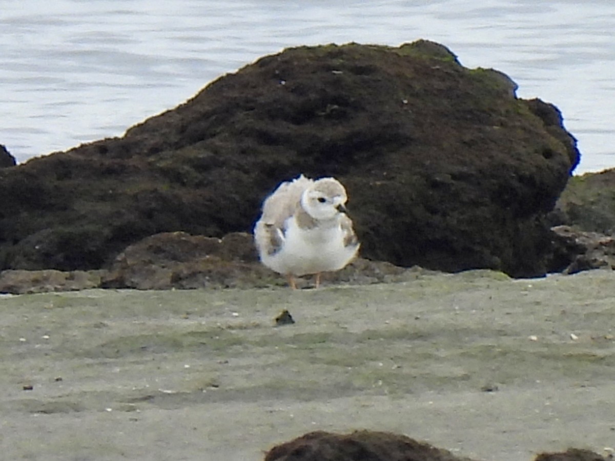 Flötenregenpfeifer - ML646908682