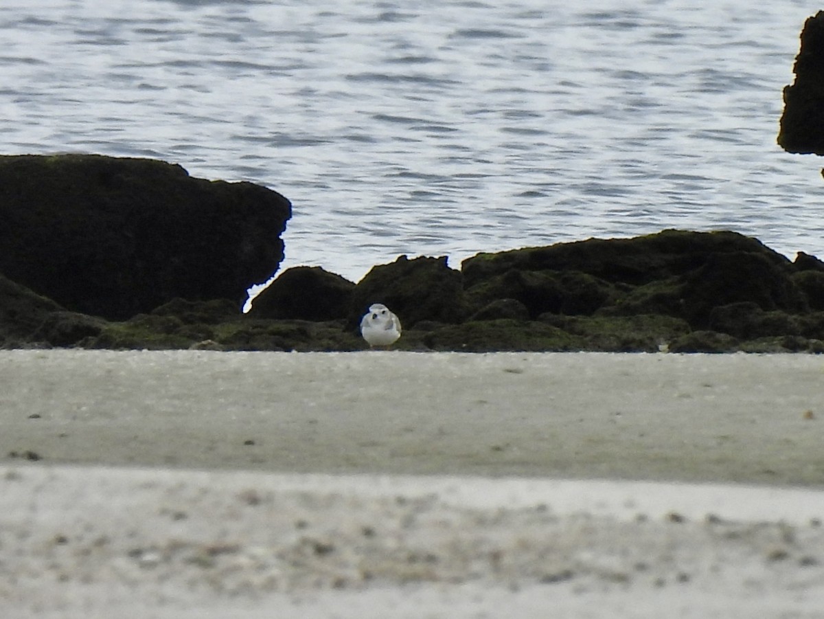 Flötenregenpfeifer - ML646908683