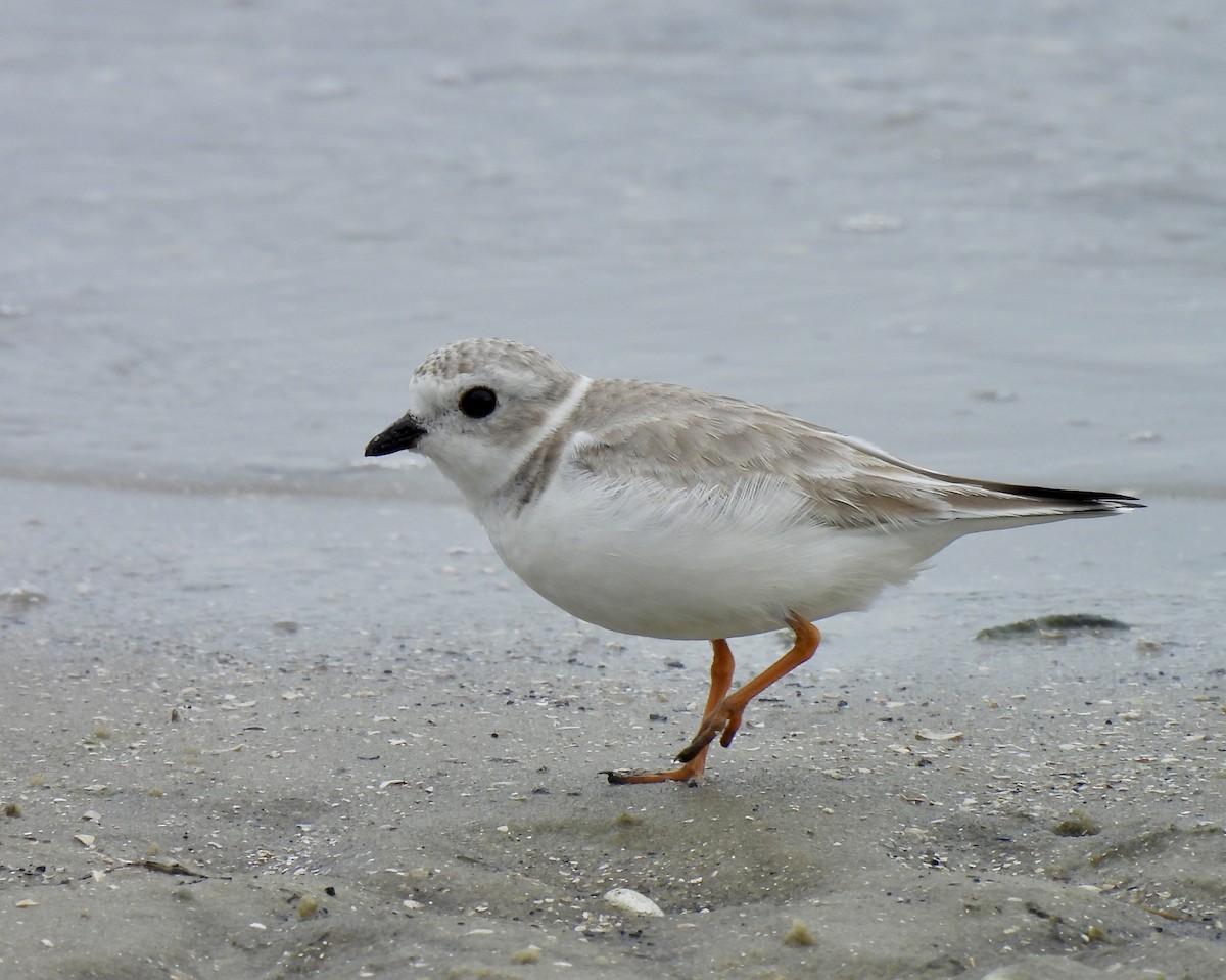 Flötenregenpfeifer - ML646908684