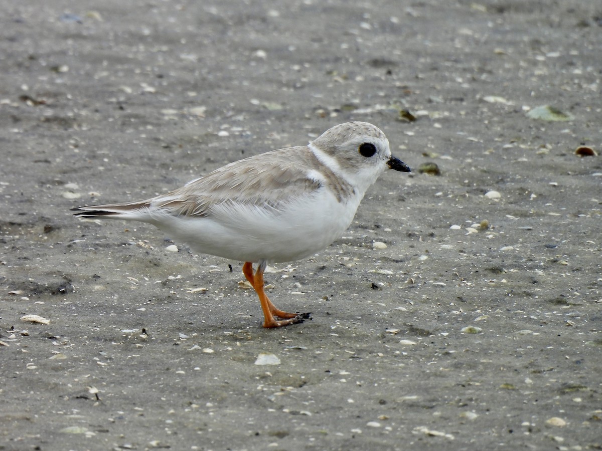 Flötenregenpfeifer - ML646908685