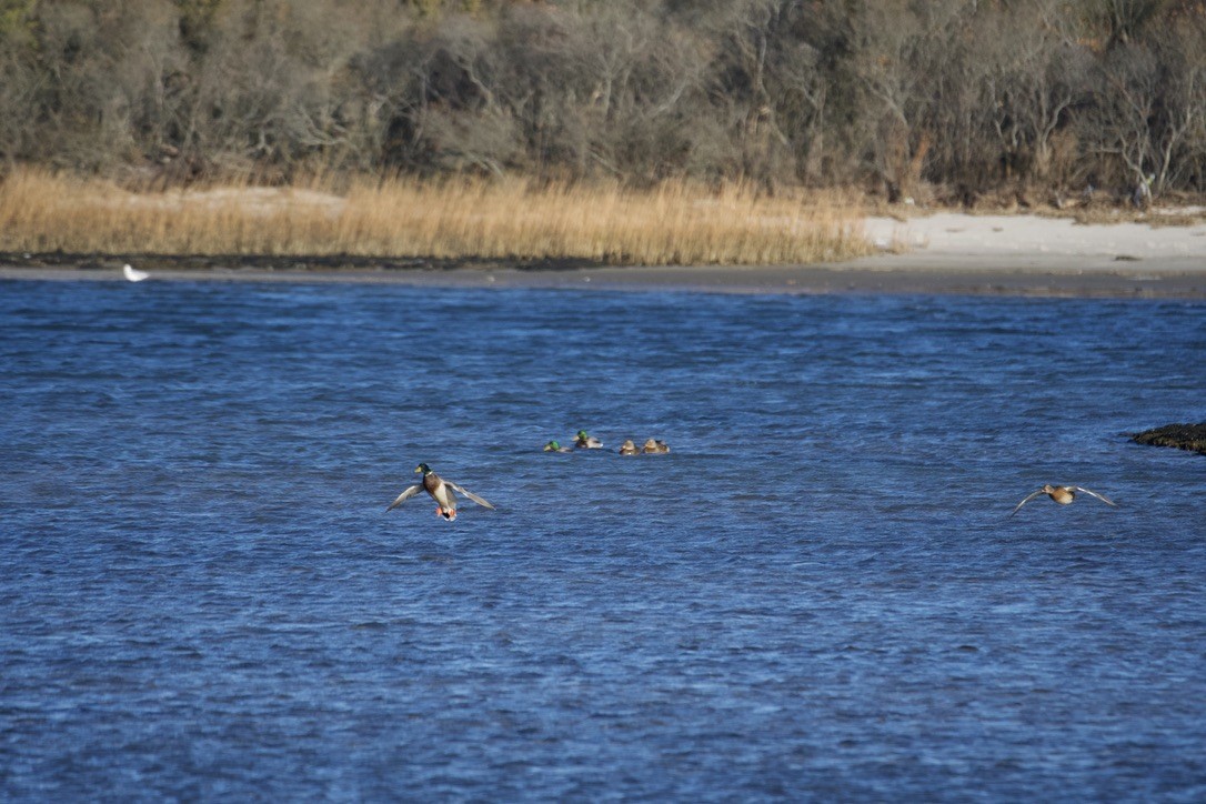 Stockente - ML646908686