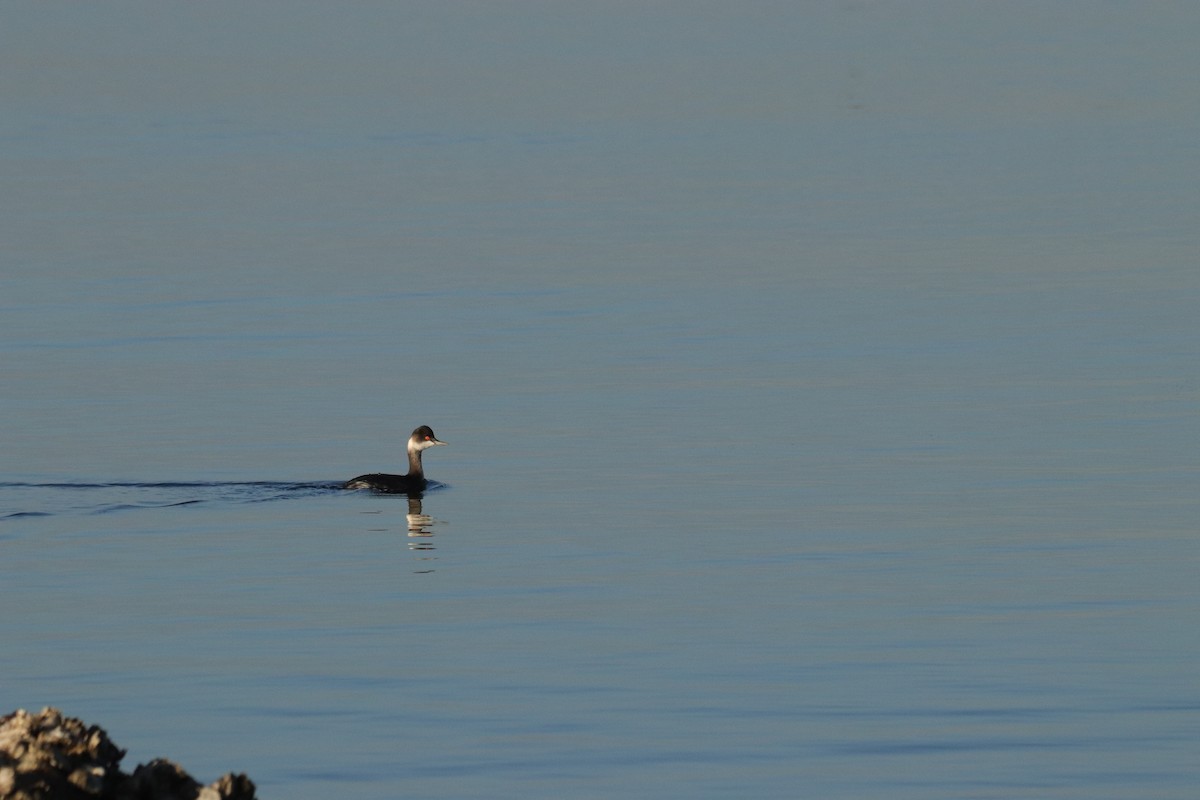 Eared Grebe - ML646908688