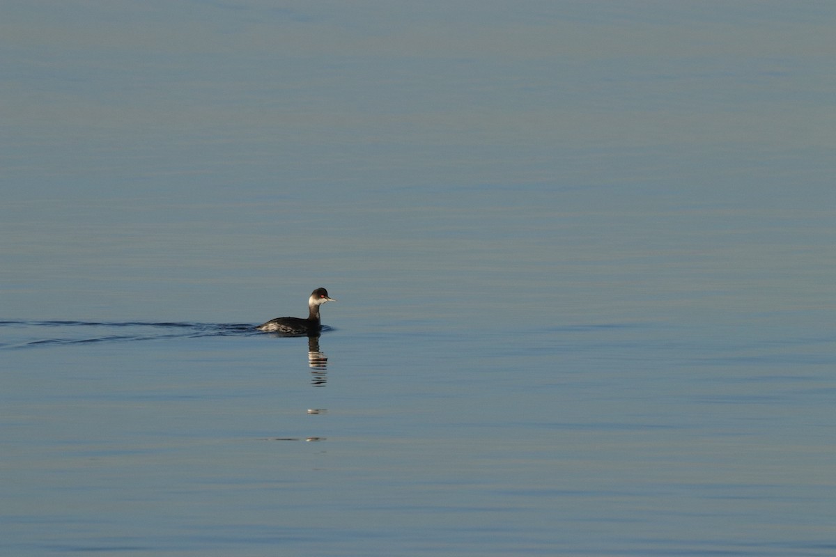 Eared Grebe - ML646908689