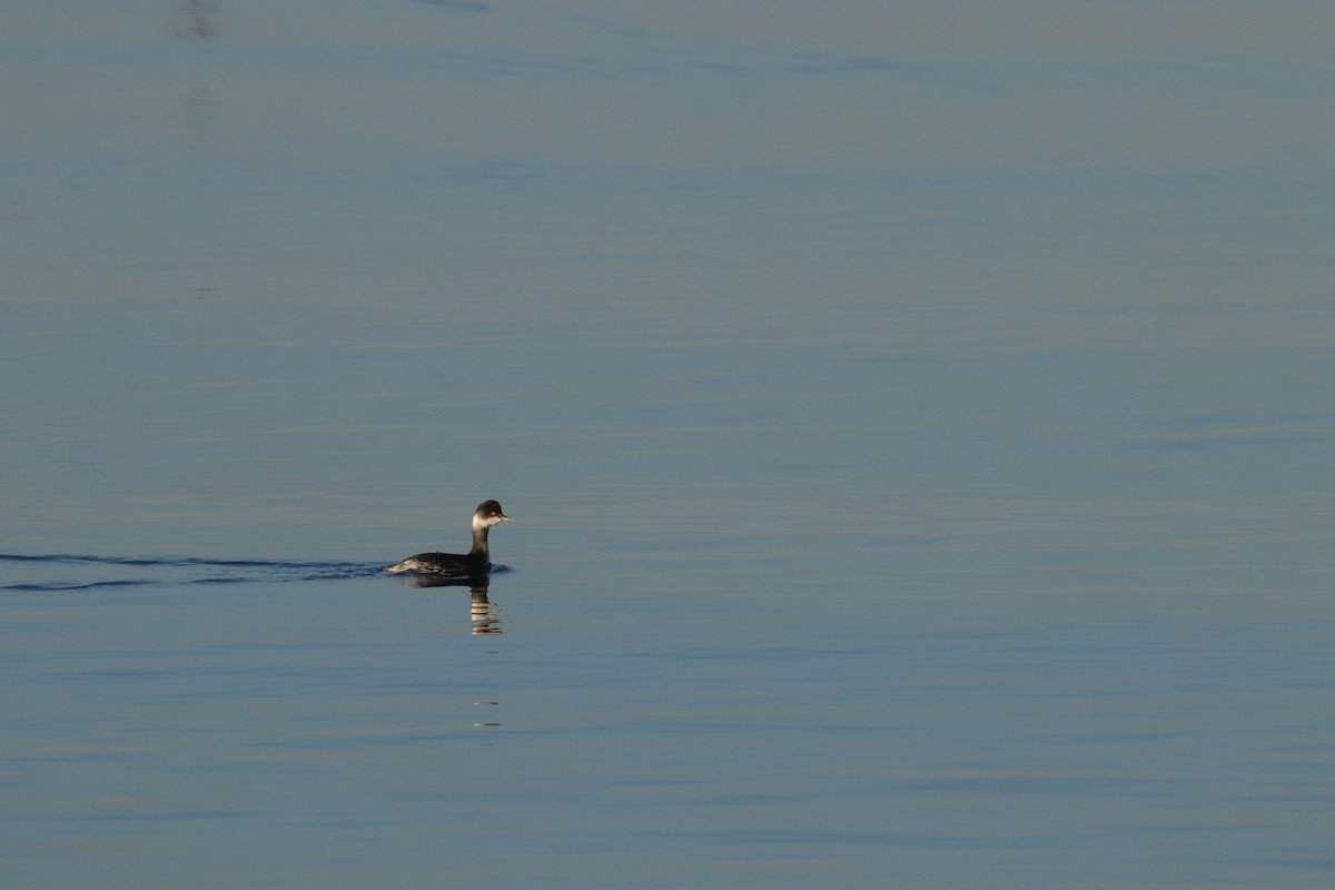 Eared Grebe - ML646908690