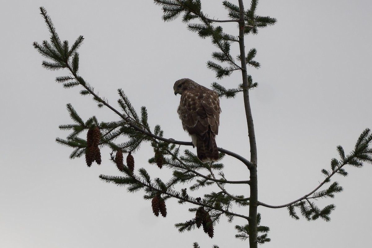 Buse variable - ML646908692