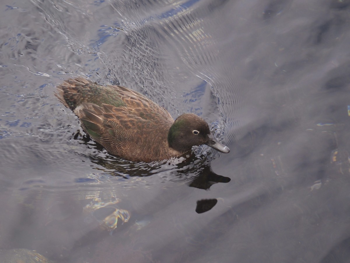 Чирянка острівна - ML646908694