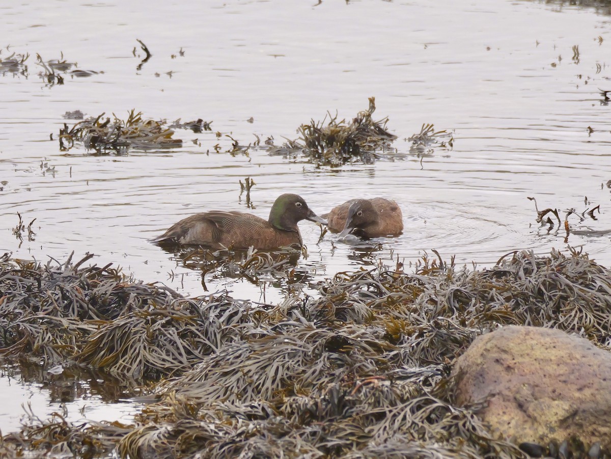 Чирянка острівна - ML646908695