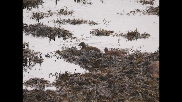 Campbell Islands Teal - ML646908696