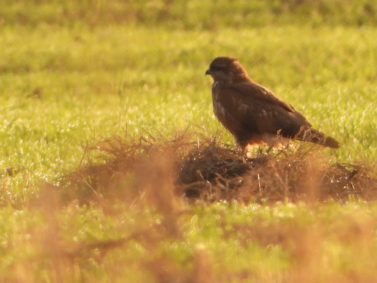 Канюк звичайний - ML646908697