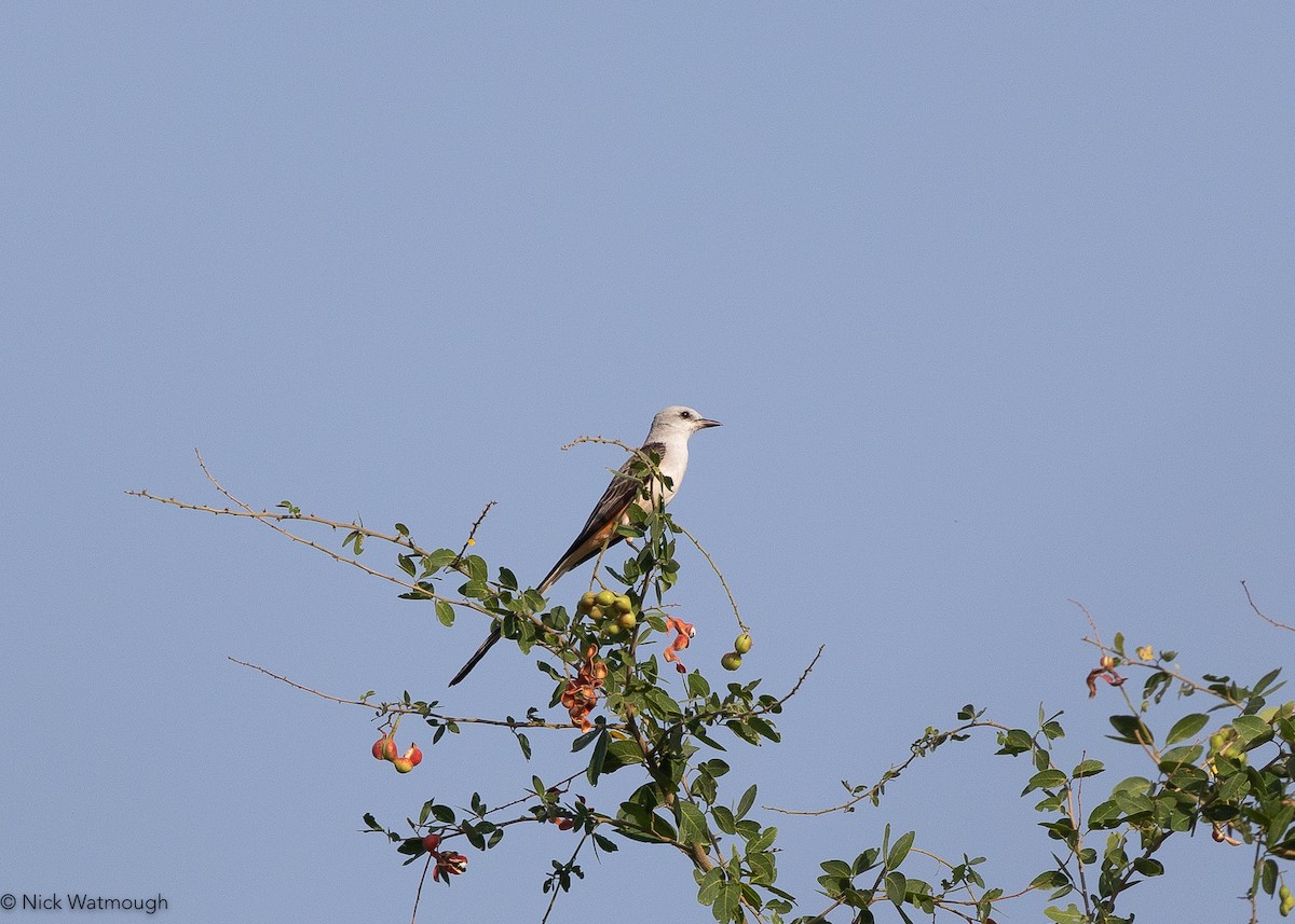 Scissor-tailed Flycatcher - ML646908698
