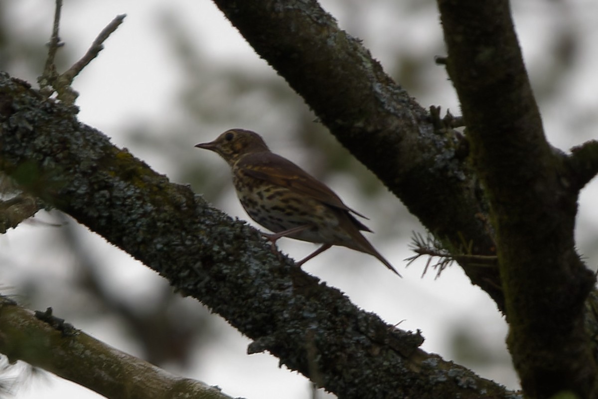 Певчий дрозд - ML646908699