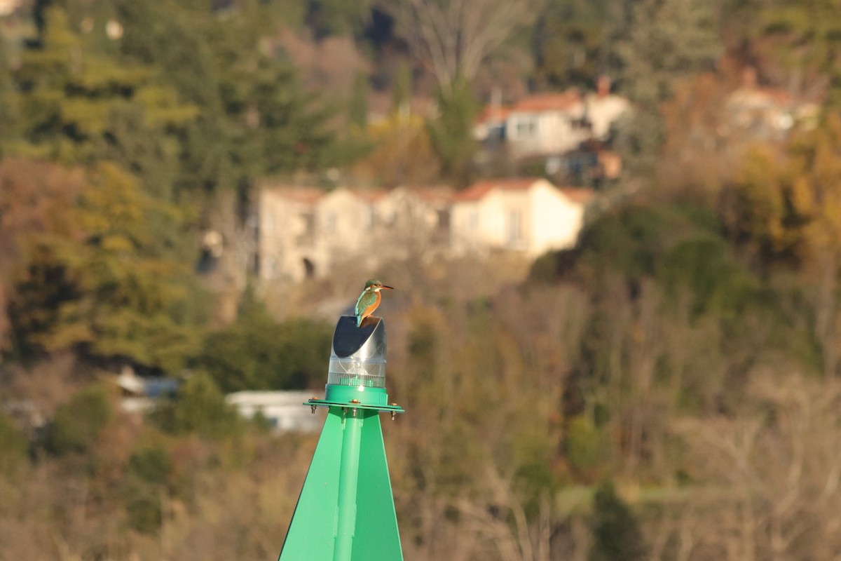 Рибалочка блакитний - ML646908707