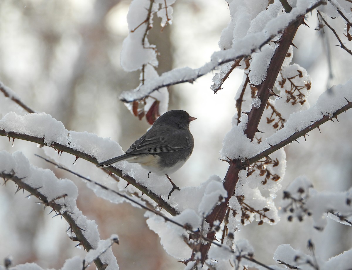 Юнко сірий - ML646908708