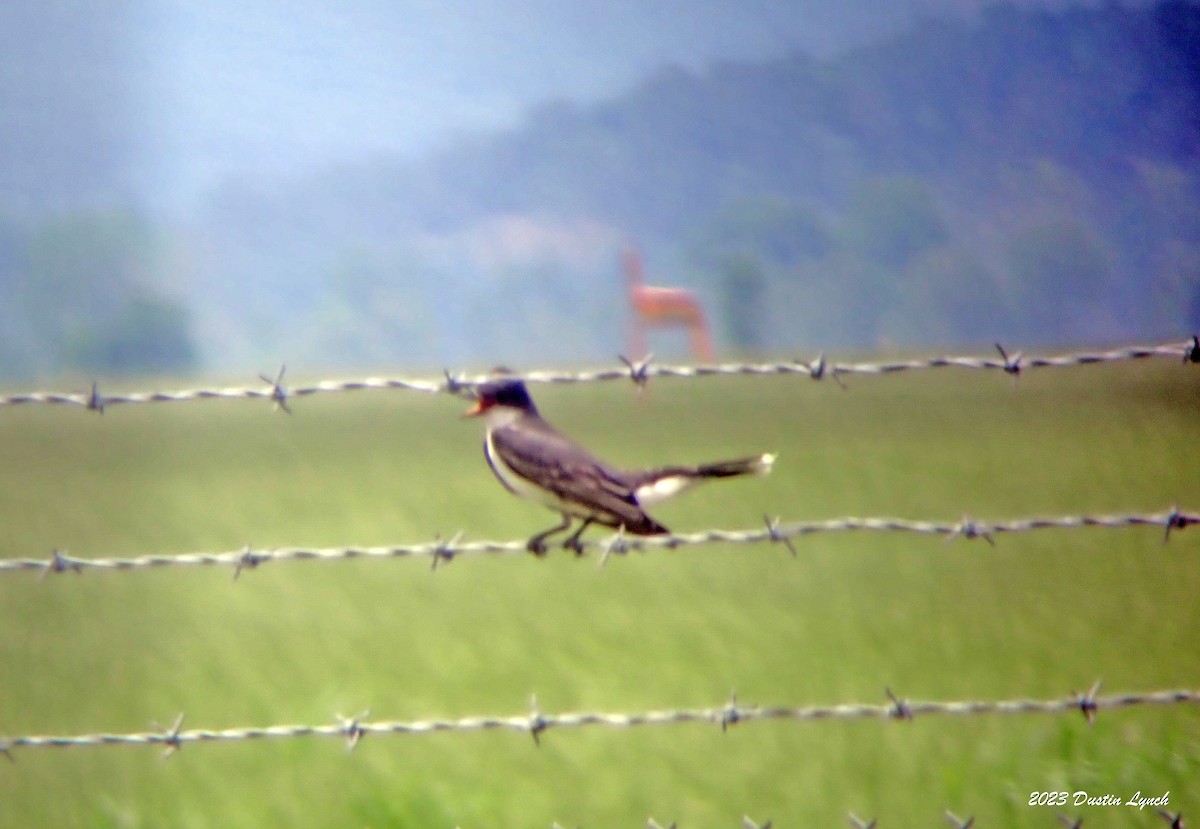 Тиран королівський - ML646908720