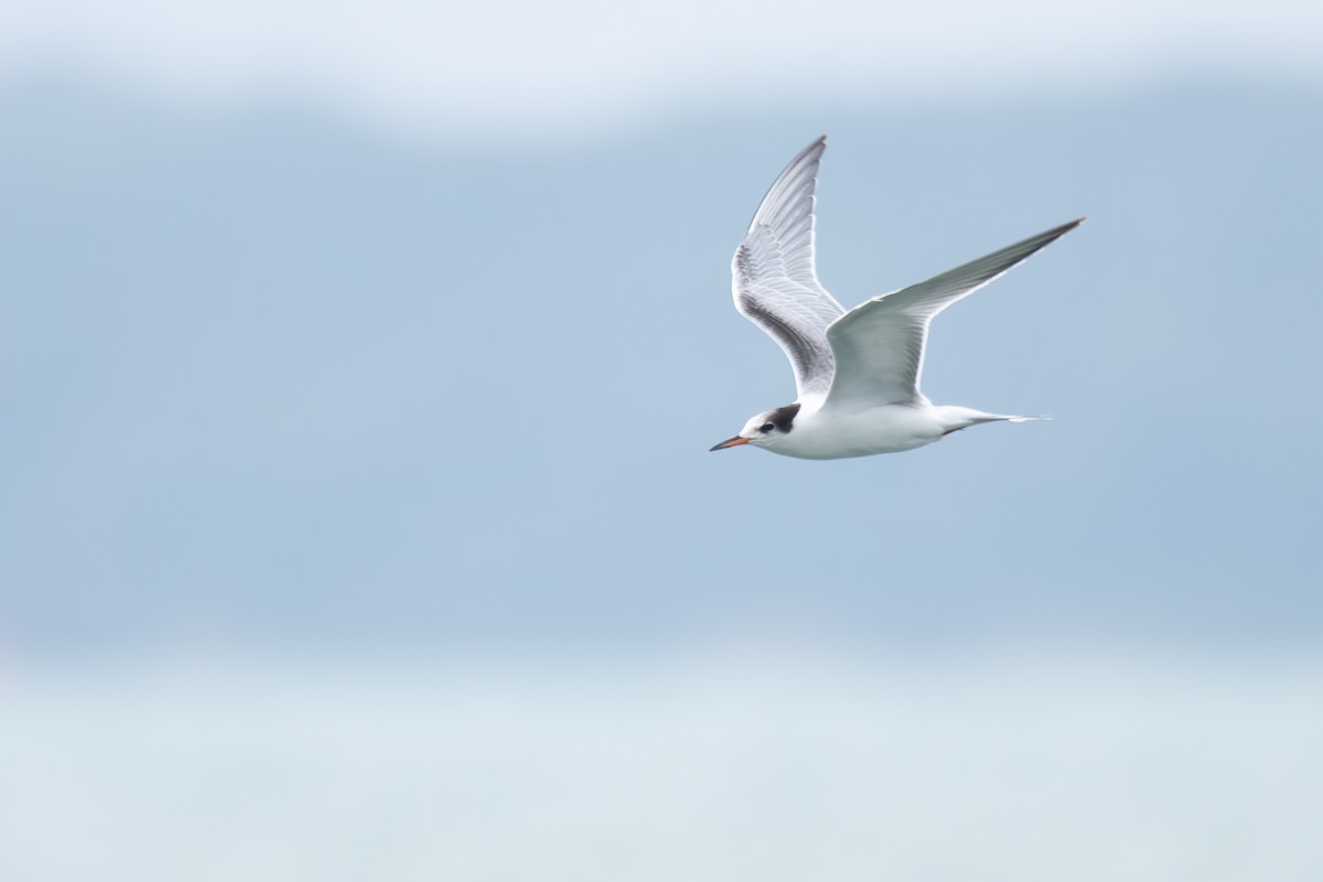 Крячок річковий - ML646908721