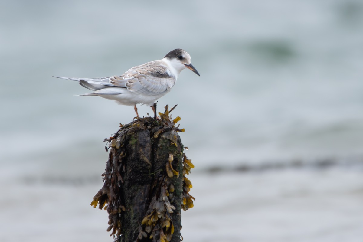 Крячок річковий - ML646908722