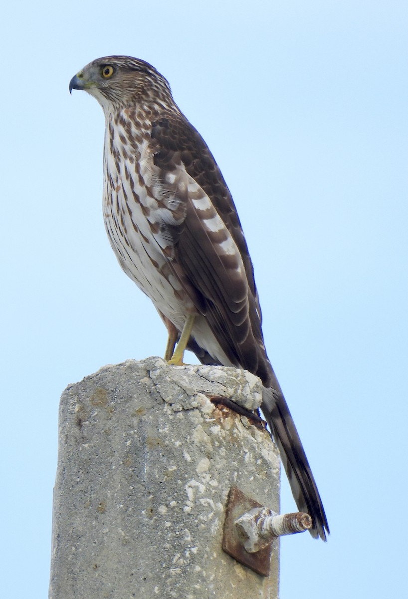 Яструб чорноголовий - ML646908725