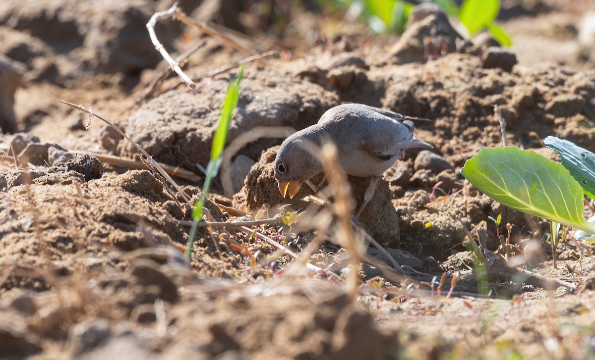 Снігар туркменський - ML646908726