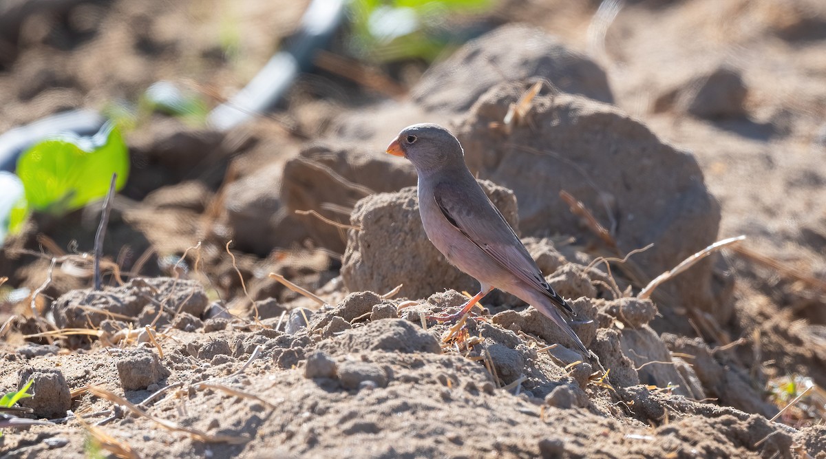 Снігар туркменський - ML646908727