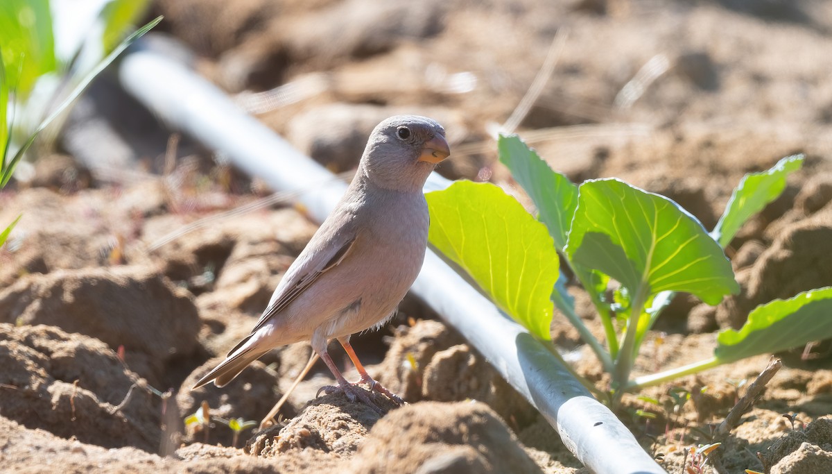 Снігар туркменський - ML646908728