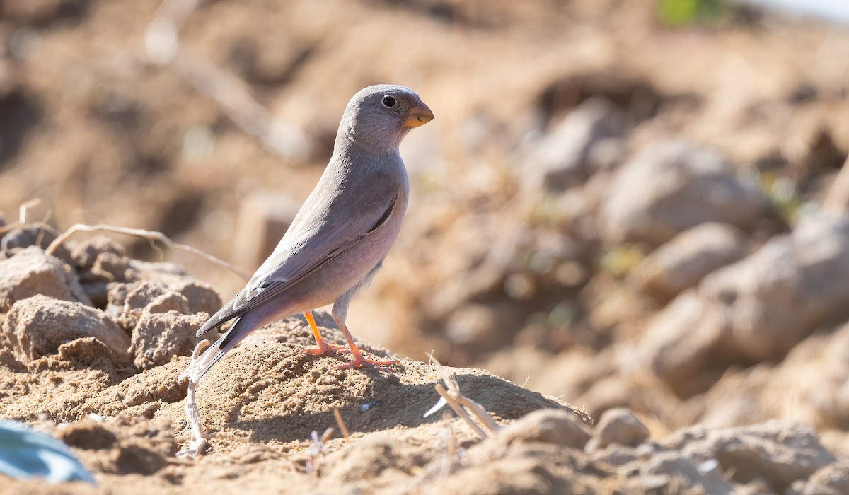 Снігар туркменський - ML646908729