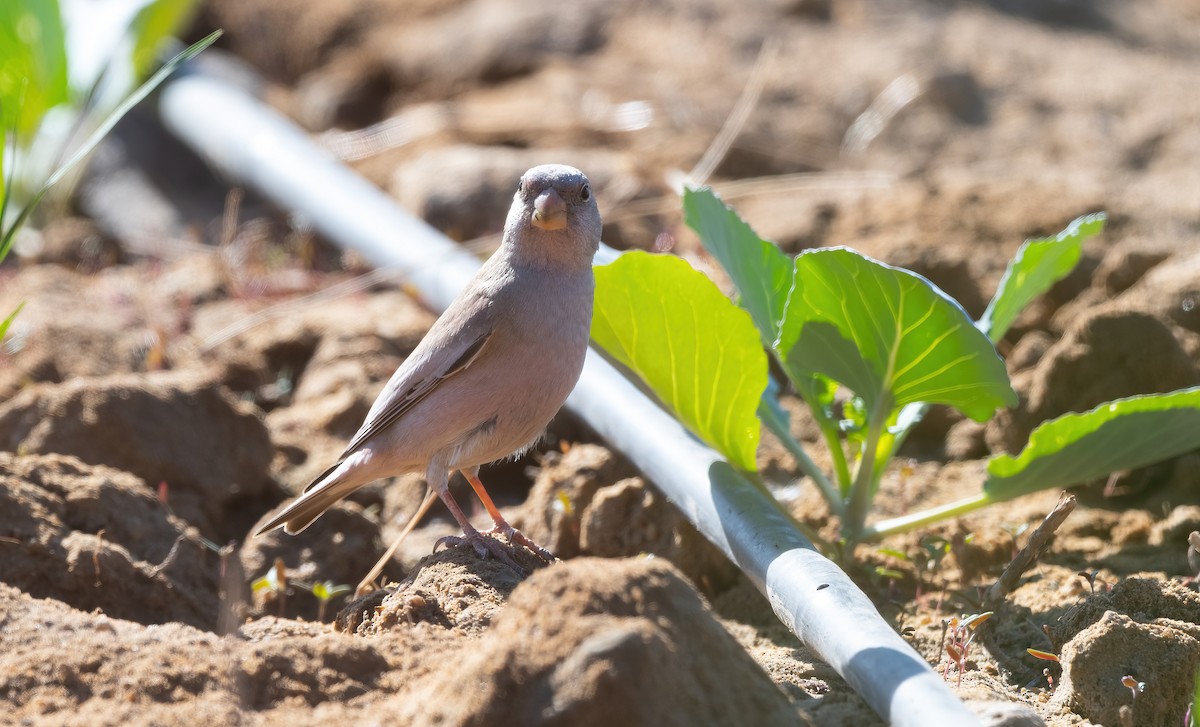 Снігар туркменський - ML646908731