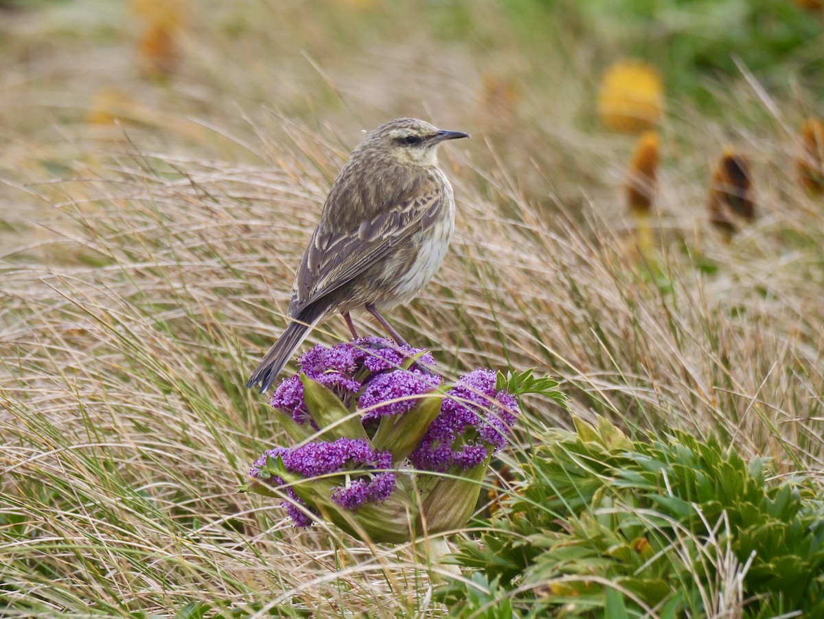 Щеврик новозеландський - ML646908732