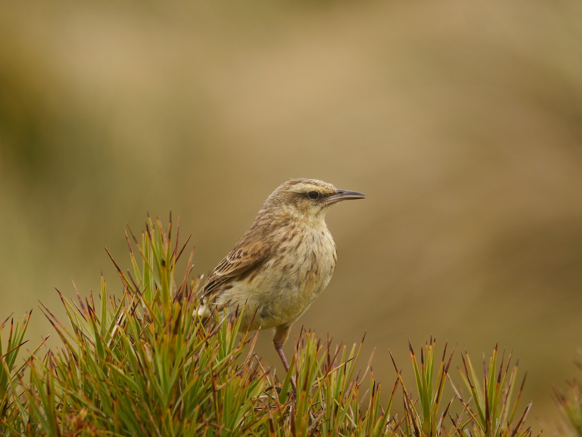 Щеврик новозеландський - ML646908733