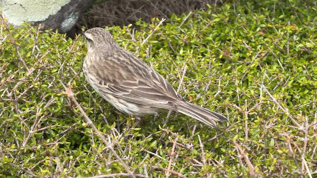 Щеврик новозеландський - ML646908734