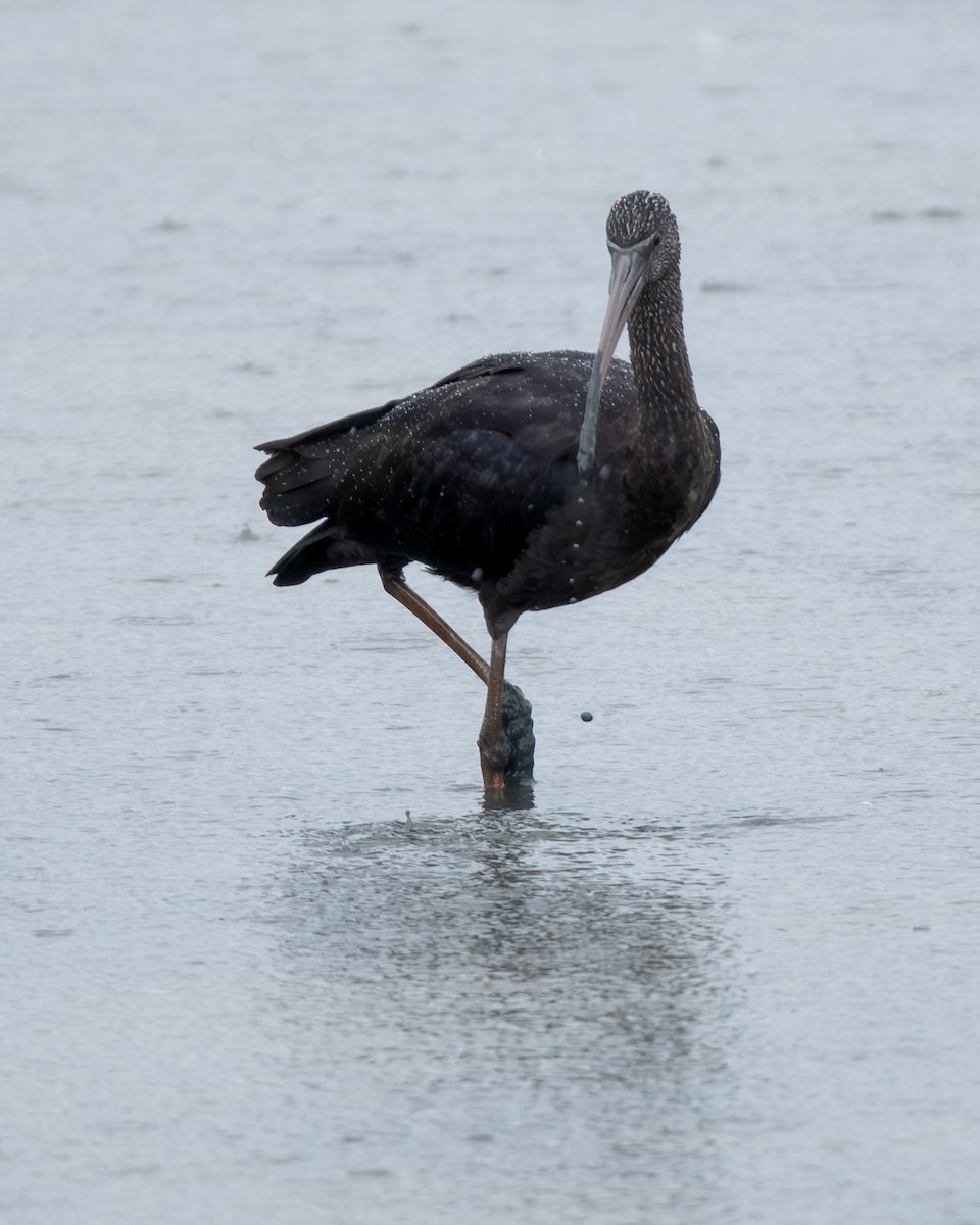 Коровайка бура - ML646908736