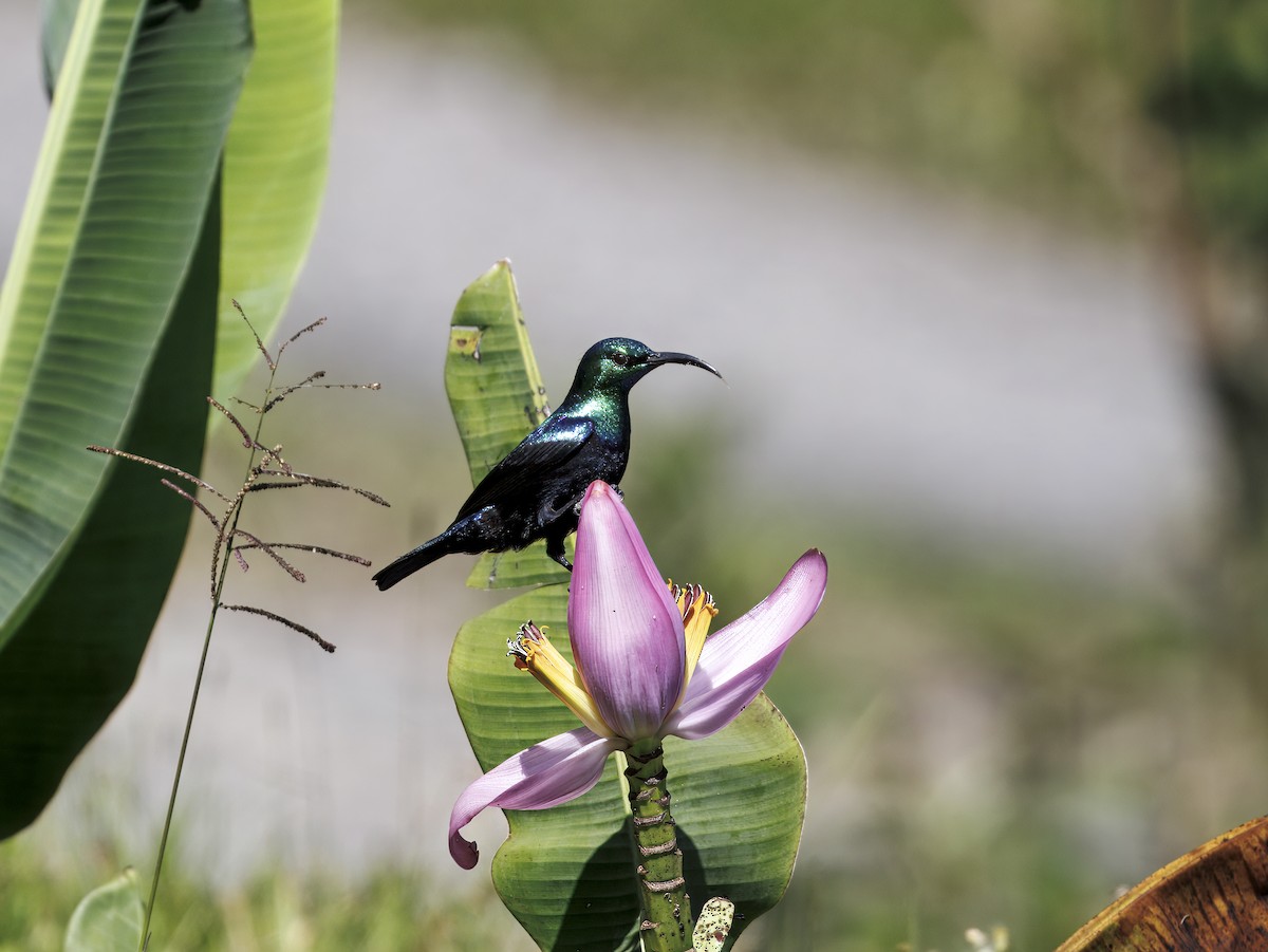Маріка зелена - ML646908737