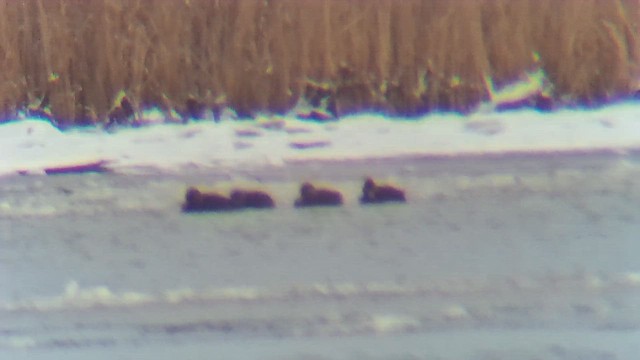 American Black Duck - ML646908738