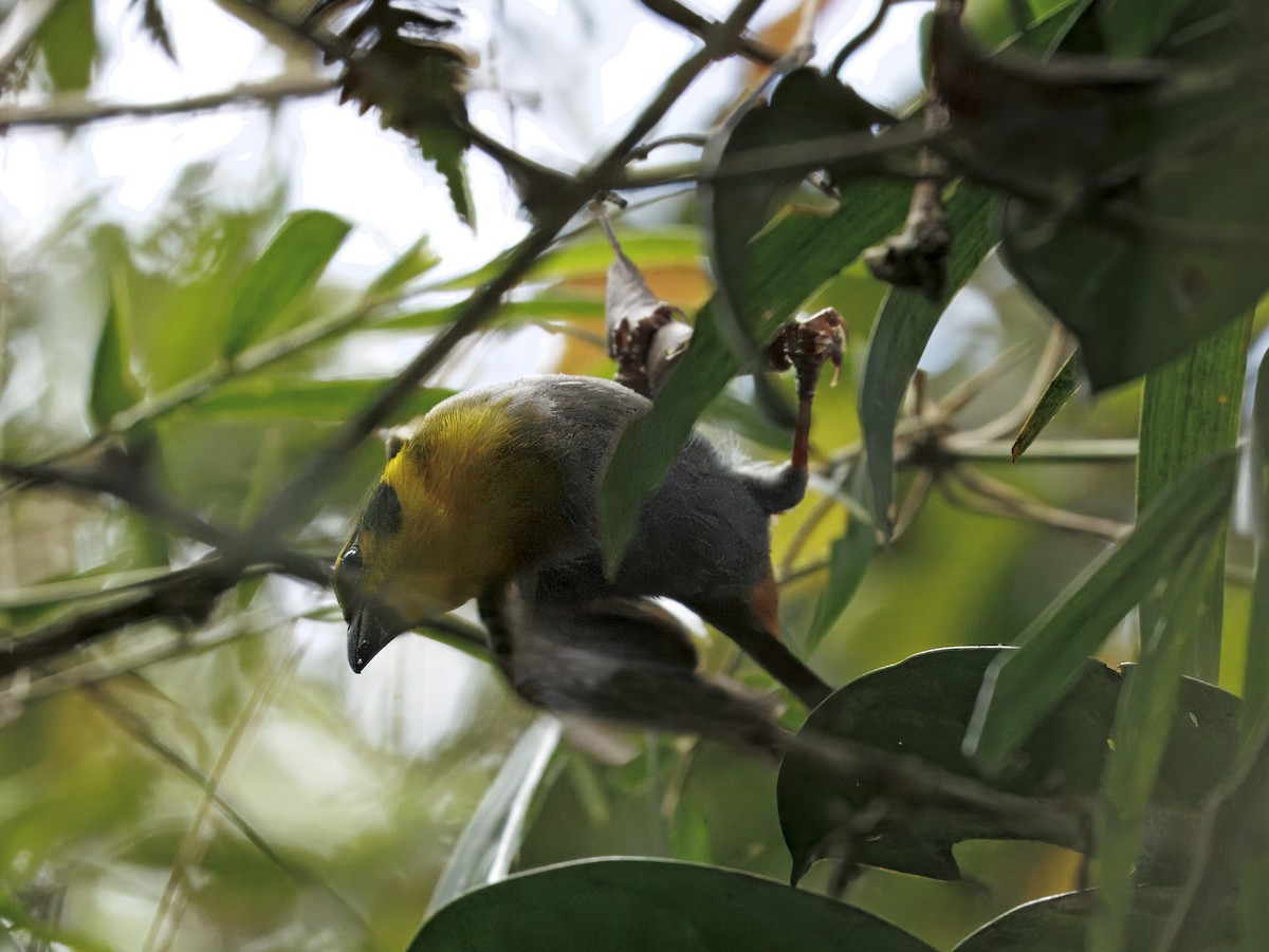 Ткачик мадагаскарський - ML646908739